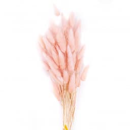 Сухоцвет: Лагурус пучок (персиковый)