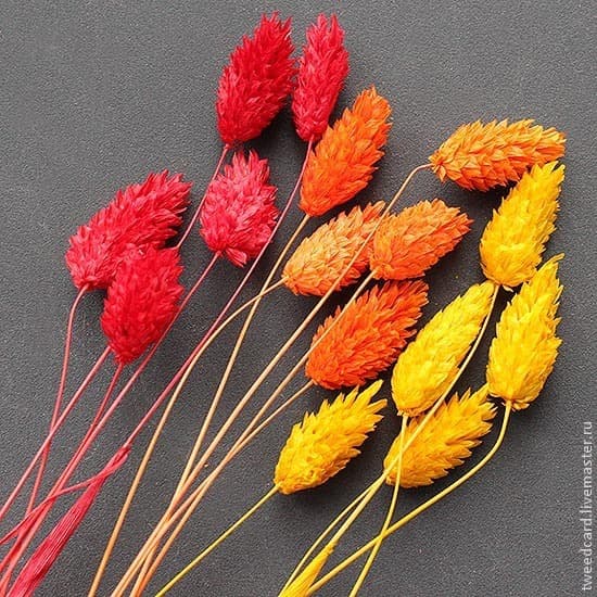 Сухоцвет: Фалярис пучок Сухоцвет: Фалярис пучок