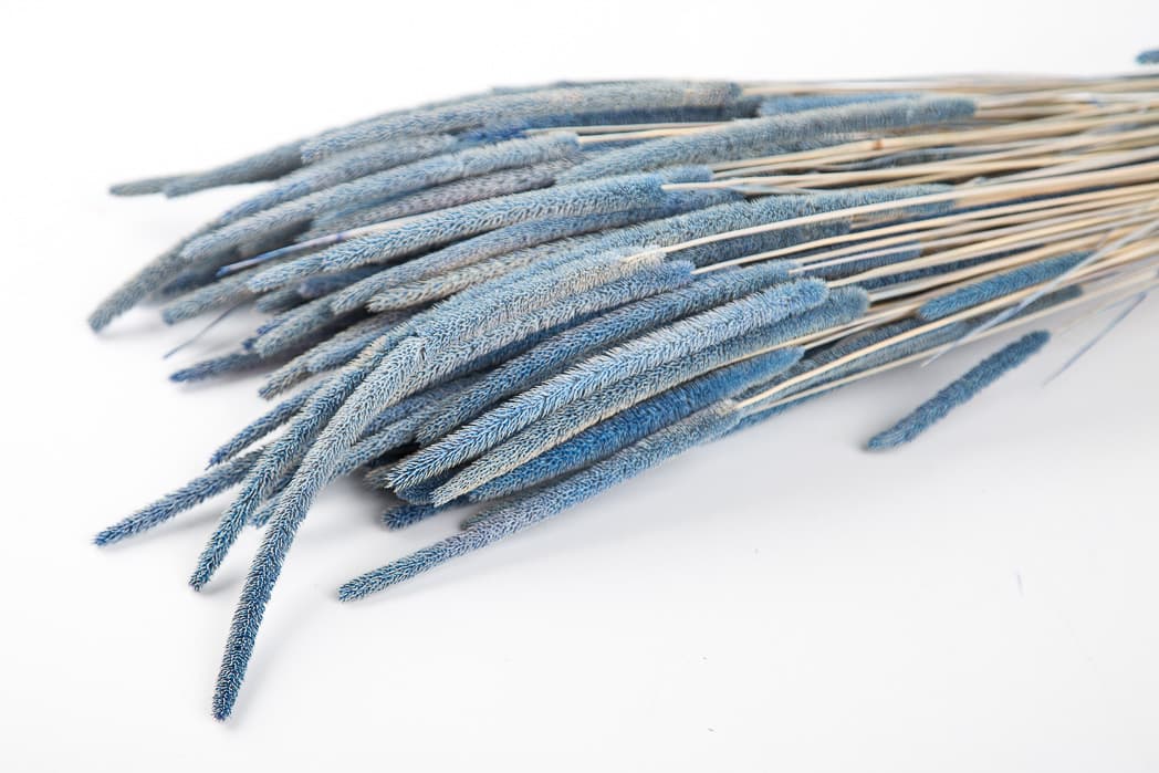 Сухоцвет: Флеум пучок