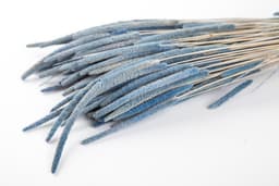 Сухоцвет: Флеум пучок