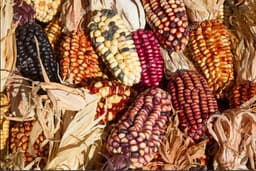 Сухоцвет: Кукуруза декоративная
