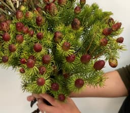 Сухоцвет: Кумосум (шишки)