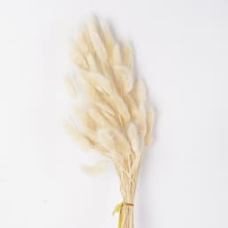 Сухоцвет: Лагурус пучок (натуральный)