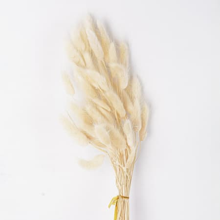 Сухоцвет: Лагурус пучок (натуральный) Сухоцвет: Лагурус пучок (натуральный)