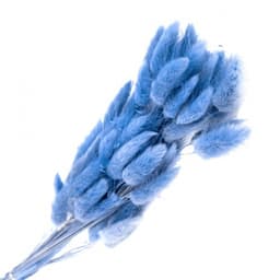Сухоцвет: Лагурус пучок (васильковый)