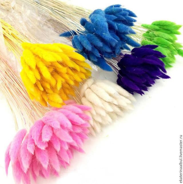 Сухоцвет: Лагурус пучок Сухоцвет: Лагурус пучок