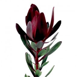 Сухоцвет: Леукодендрон