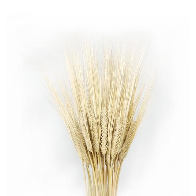 Сухоцвет: Пшеница декоративная пучок Сухоцвет: Пшеница декоративная пучок