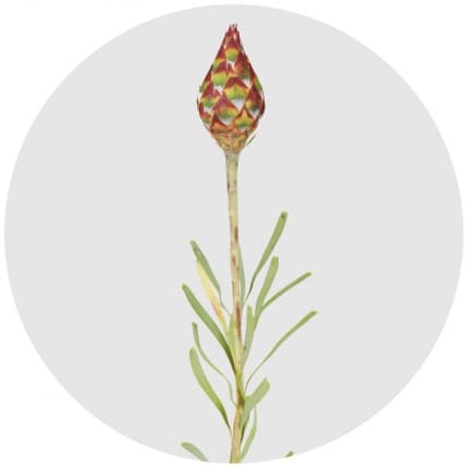 Сухоцвет: Рубрум (шишки)