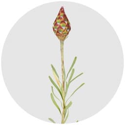 Сухоцвет: Рубрум (шишки)