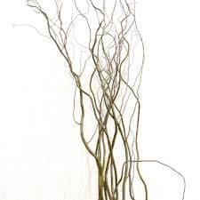 Сухоцвет: Саликс