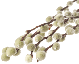 Сухоцвет: Верба