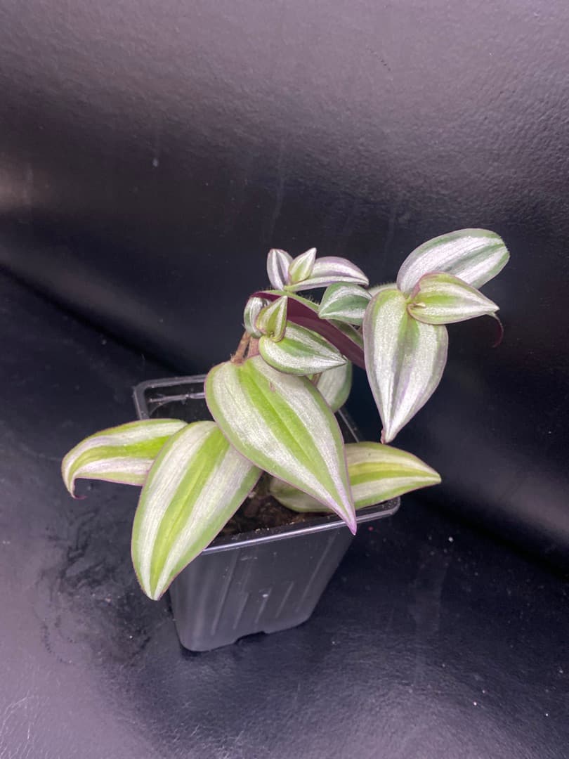 Традесканция