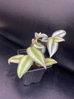 Традесканция