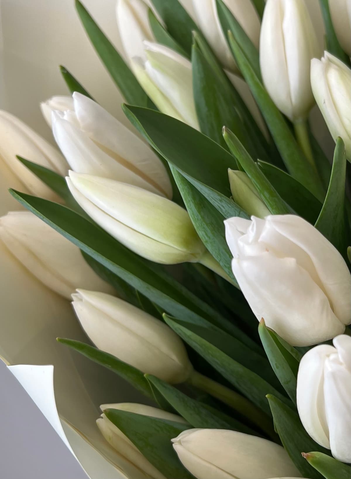 Тюльпаны белые по акции от 51 шт