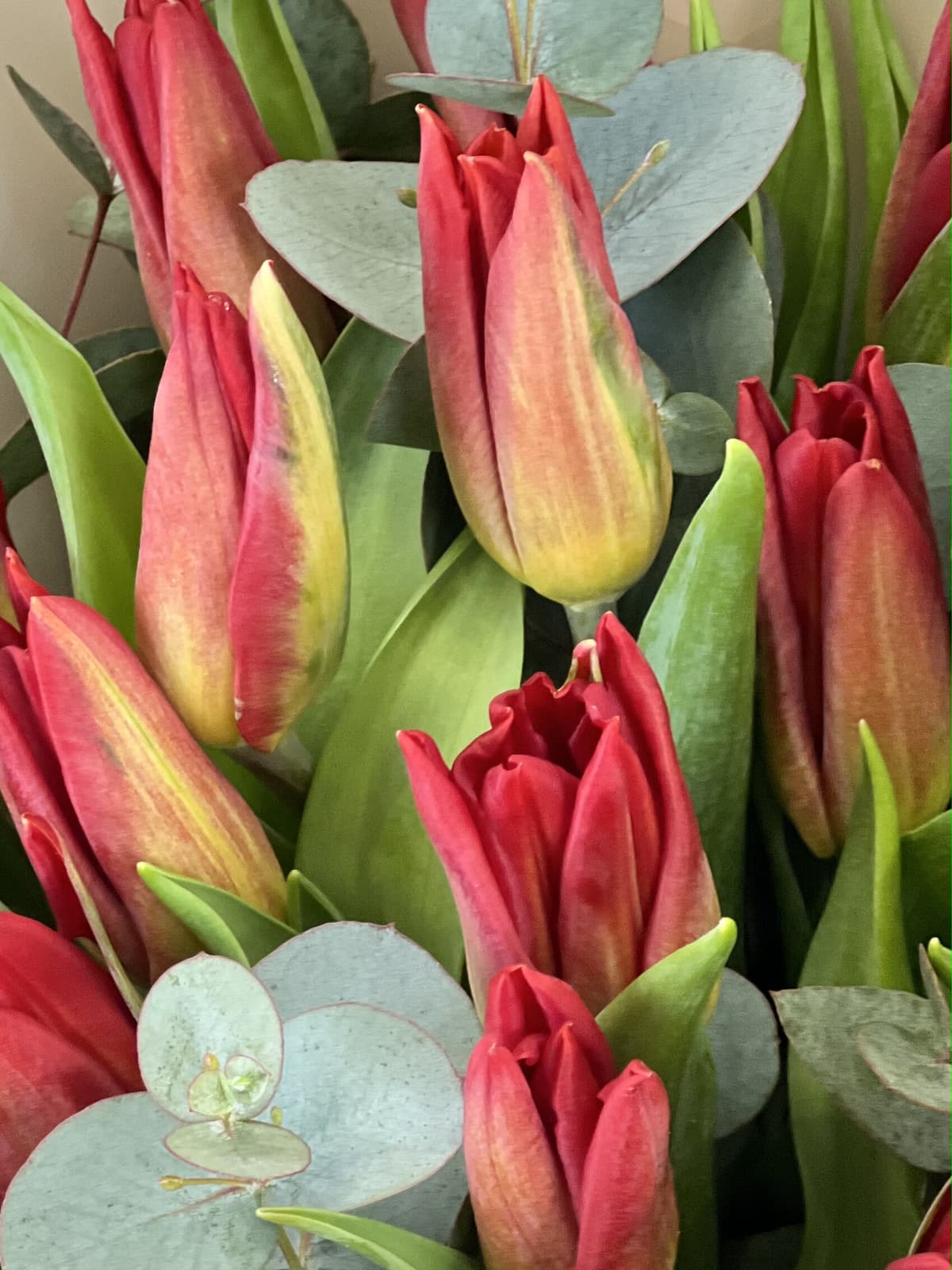 Тюльпаны красные