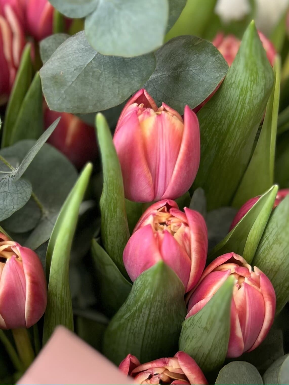 Тюльпаны пионовидные розовые колумбус по акции от 51 шт