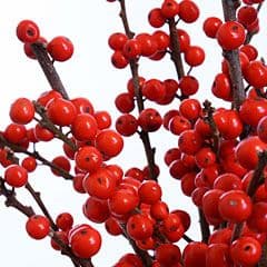 Ягоды: Илекс