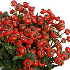 Ягоды: Розенботтал