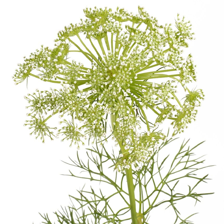 Зелень: Амми