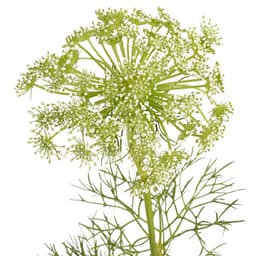 Зелень: Амми