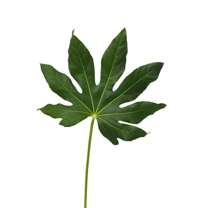 Зелень: Аралия Зелень: Аралия