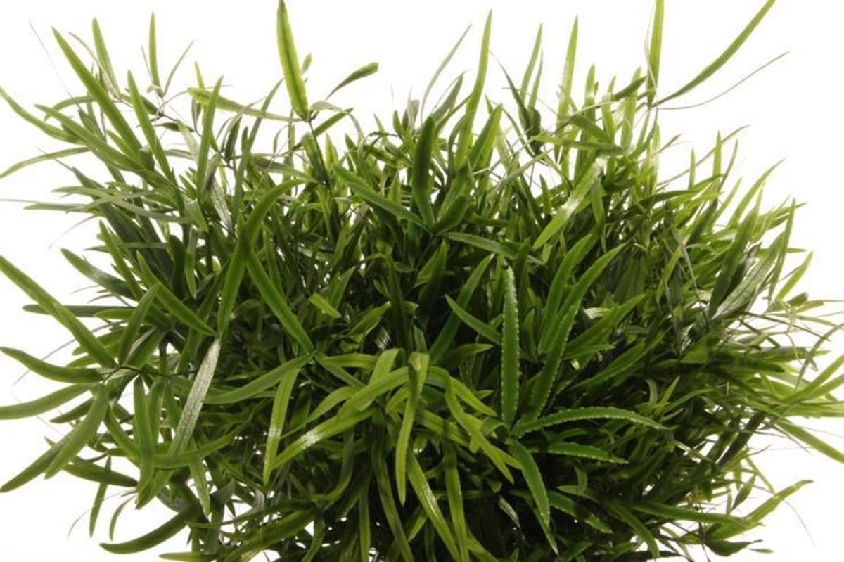 Зелень: Аспарагус Фалкатус