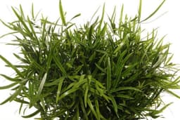 Зелень: Аспарагус Фалкатус