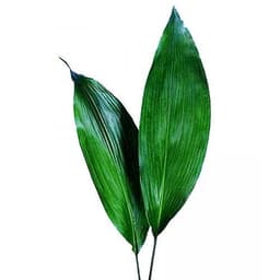 Зелень: Аспидистра