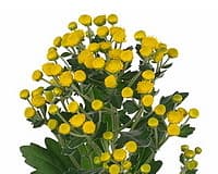 Зелень: Аяния