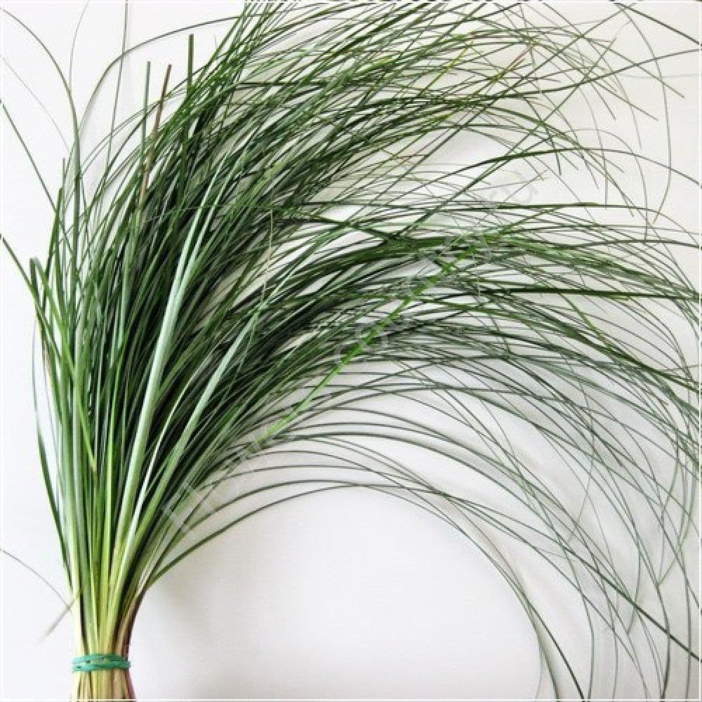 Зелень: Берграс пучок