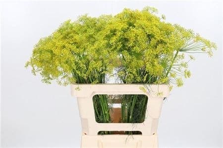 Зелень: Дилли Заддос