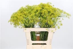 Зелень: Дилли Заддос