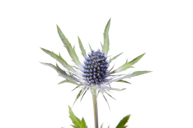 Зелень: Эрингиум Зелень: Эрингиум