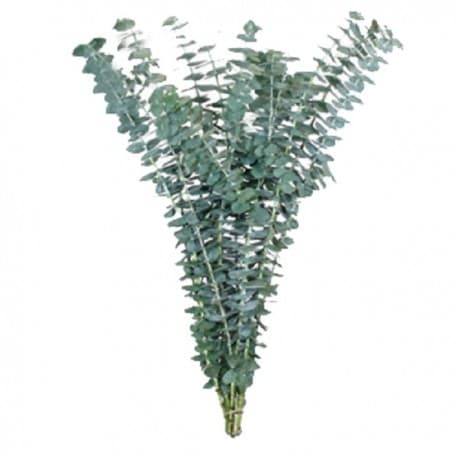 Зелень: Эвкалипт