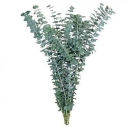 Зелень: Эвкалипт