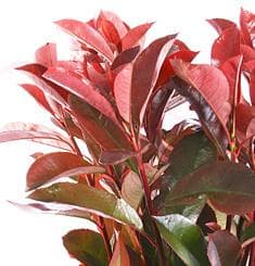 Зелень: Фотиния