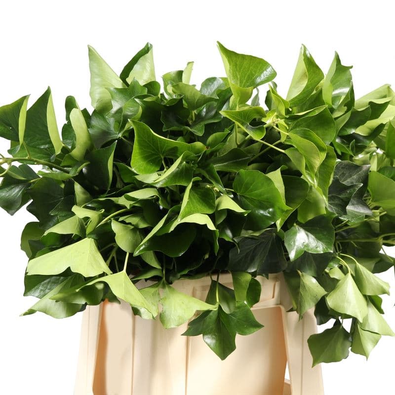 Зелень Хедера