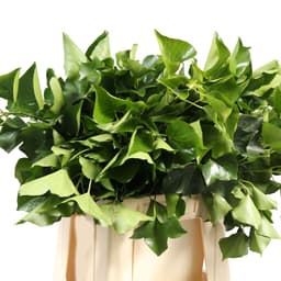 Зелень Хедера