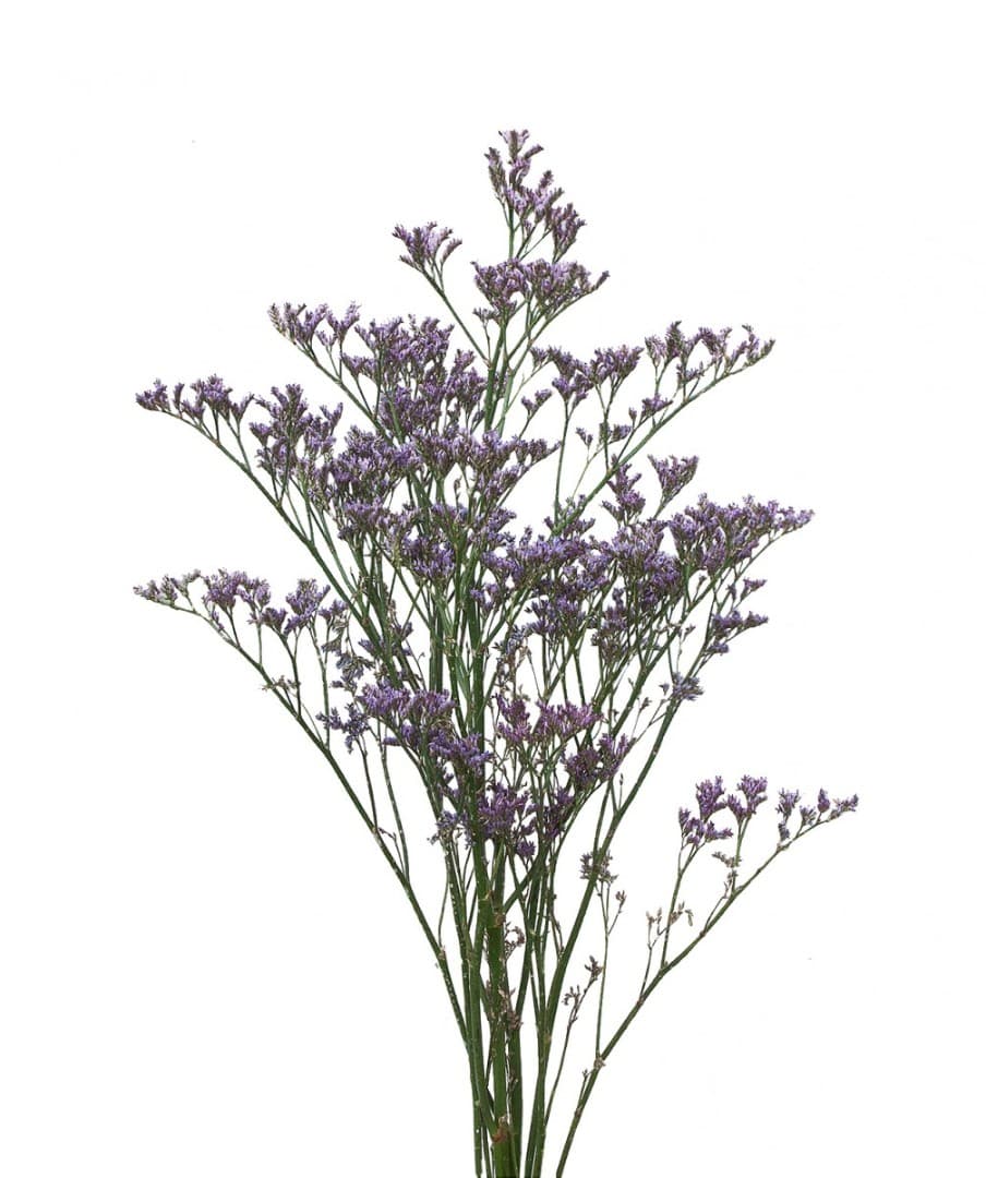 Зелень: Лимониум