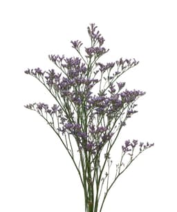 Зелень: Лимониум