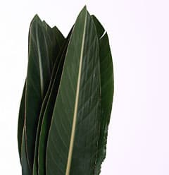 Зелень: Листья стрелиции