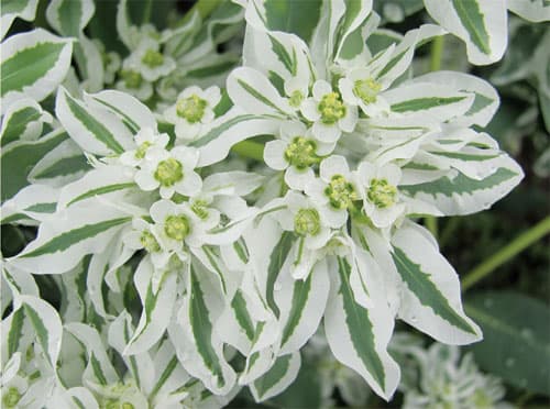 Зелень: Молочай местный приход