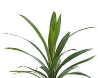 Зелень: Панданус Зелень: Панданус