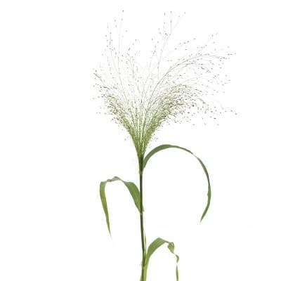 Зелень: Паникум Зелень: Паникум