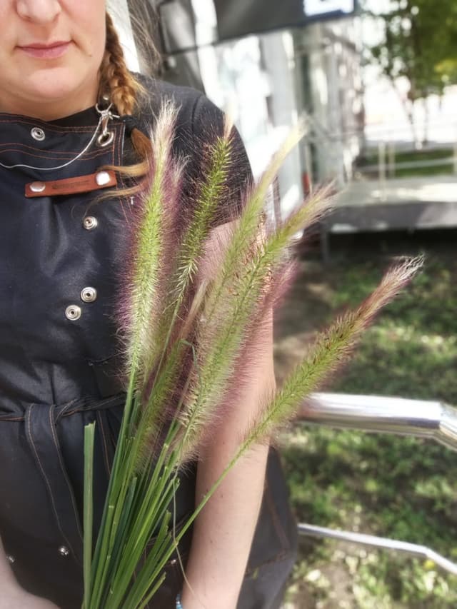 Зелень: Пеннисетум Зелень: Пеннисетум