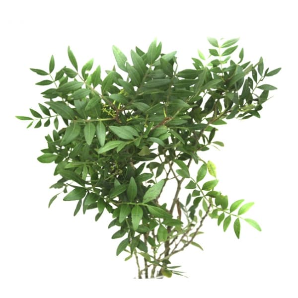 Зелень: Писташ для букетов Зелень: Писташ для букетов