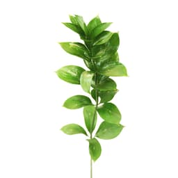 Зелень: Рускус