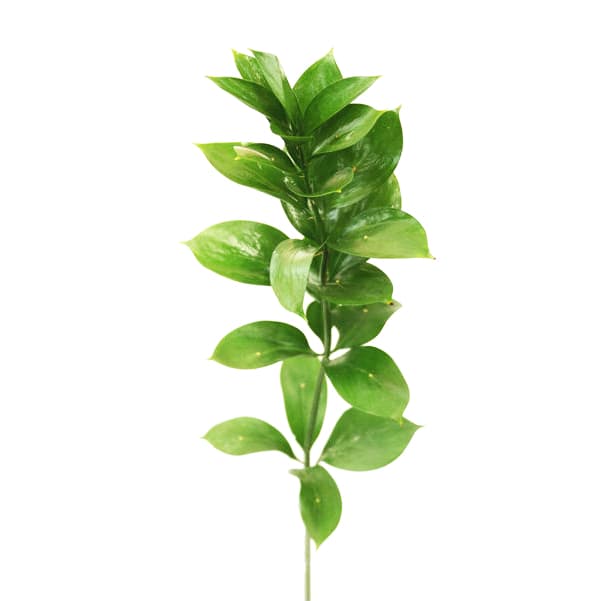 Зелень: Рускус Зелень: Рускус