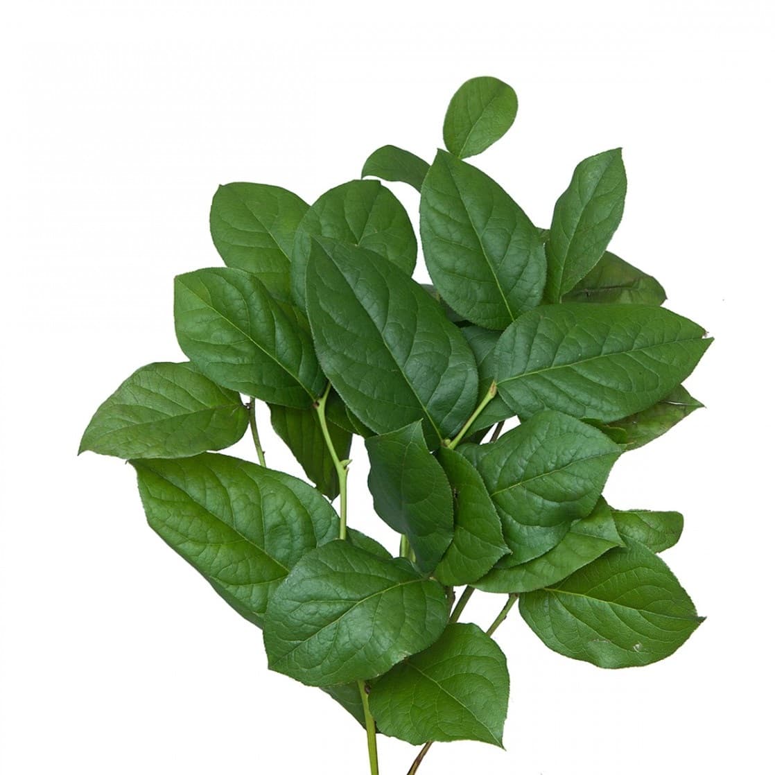 Зелень: Салал